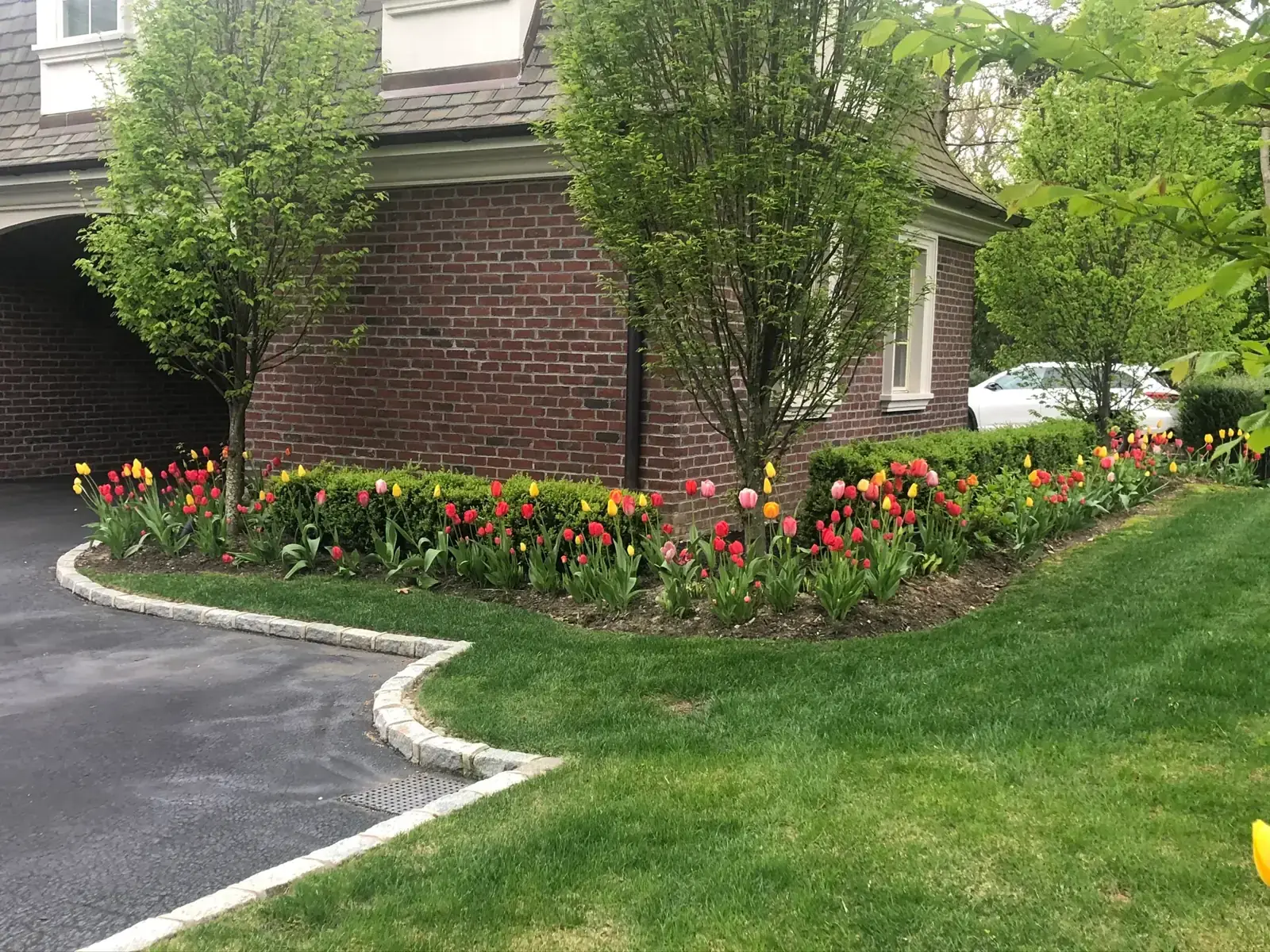 Foundation planting with a spring bulb border