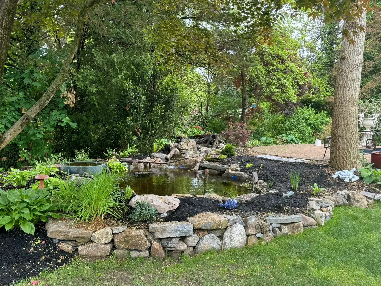 A naturalistic koi pond under a Japanese maple built by Scott Anderson Design in Nassau County