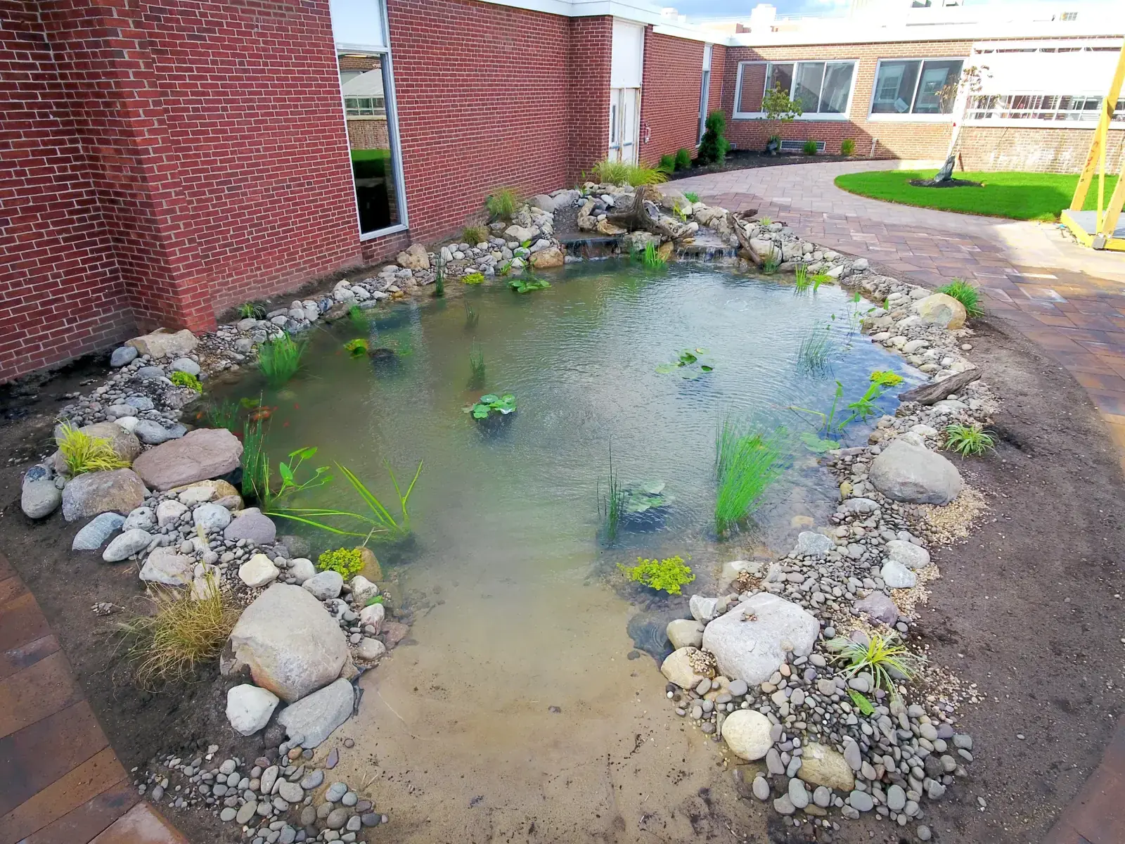 Koi pond ecosystem with boulder edge and waterfall in the courtyard of Jericho High School