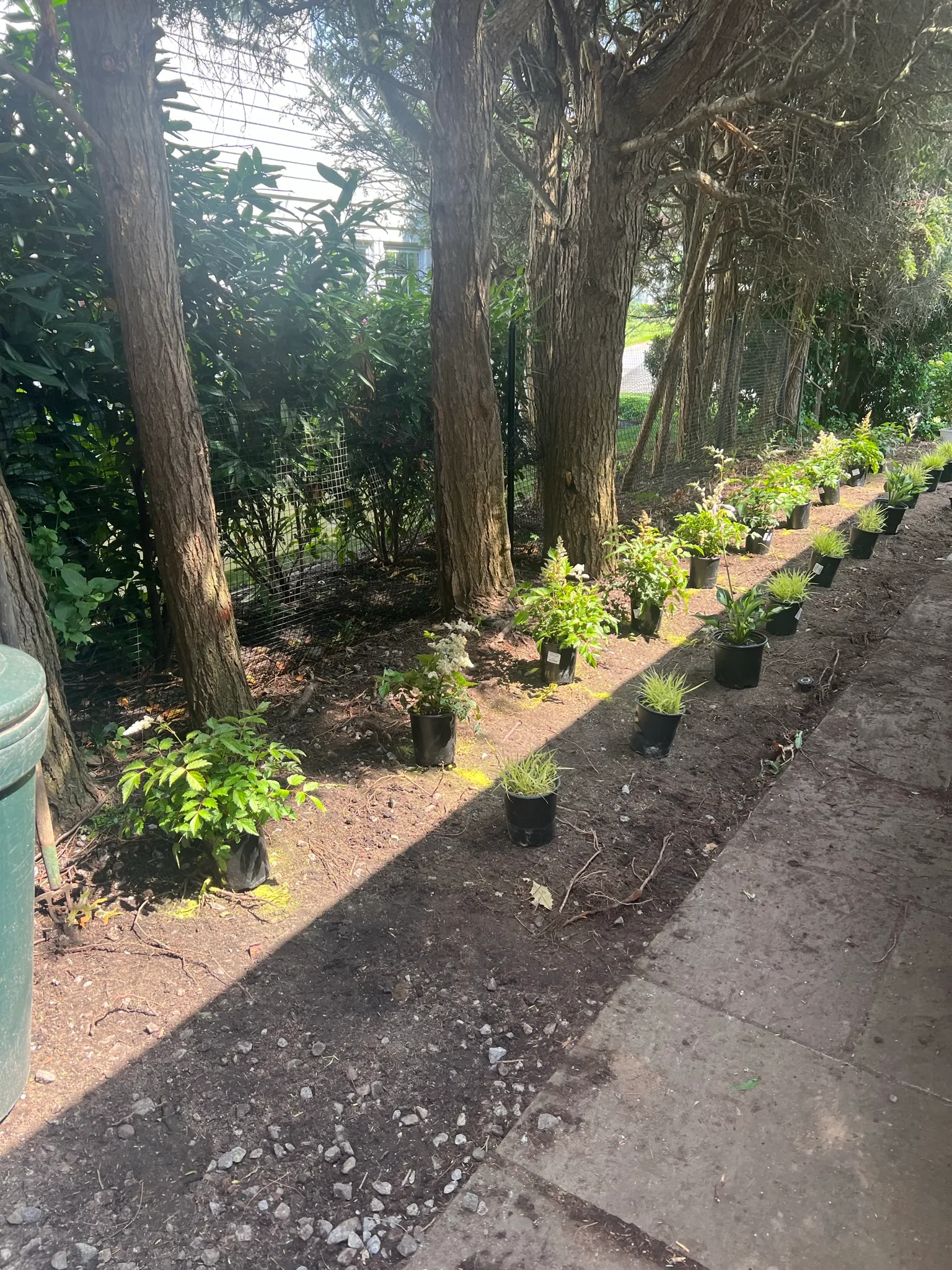 CS7 — plant material staged for installation
